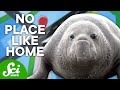 Animal Migrations and Northern Elephant Seals