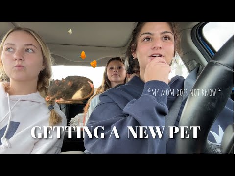 buying a pet *my mom has no idea *