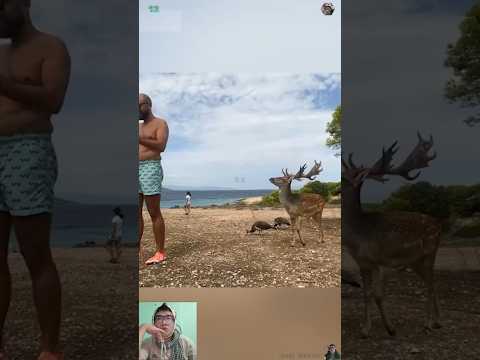 Animals Gone Rogue And They’re Fast #shorts