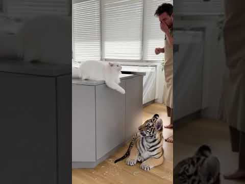 The Kitchen Crime Scene 😂🐯