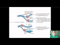 DNA Replication Concepts and Processes
