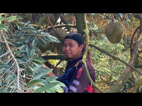 Mas Parjo Kebun Impian