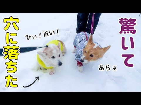 後輩犬があまりにも近くにいて、驚いて穴に落ちました！