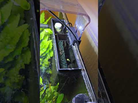 #fishtank #aquarium #pets #plantedaquarium #fishkeeping #pet #hobby #youtubevideo #aquascape #fun