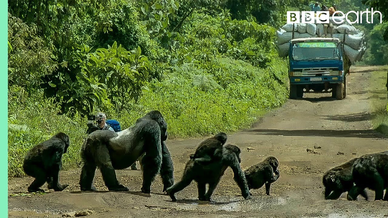 Silverback gorilla stops traffic to cross road Gorilla Family and Me BBC Earth