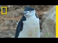 Antarctic Wildlife Behavior and Documentary