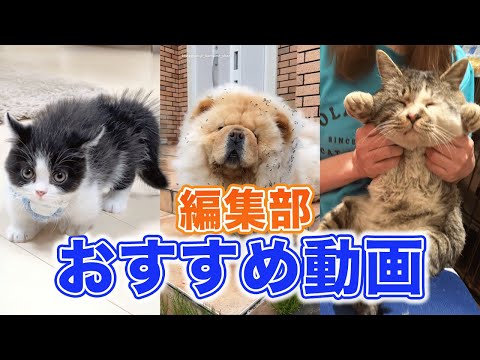編集部おすすめ！癒し系ペット動画第2弾 サムネイル