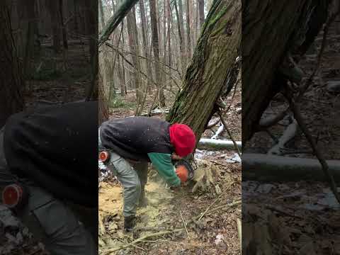 #wood #woodworking #chainsaw #cuttingskills #forest #treecutting #bushcraft