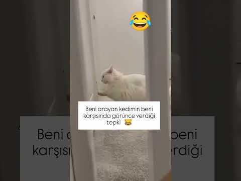 🐱☺ Seni Gökte Ararken Yerde Buldum Sevinci 🐱😊
