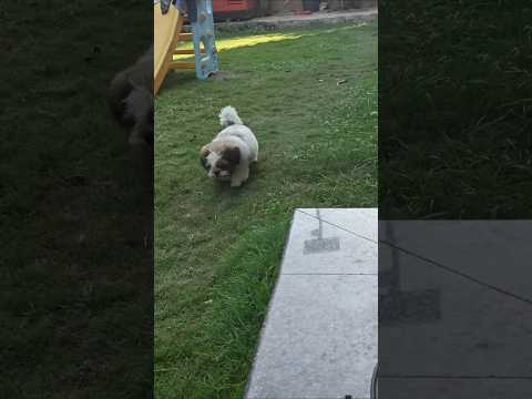 Oreo ka mood nhi h shooting ka🐕#shorts #minivlog #viral #funny #ytshorts #comedy #doglife #dogshorts