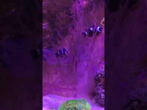 Clownfish Relaxing In Anemone 