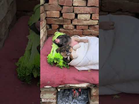 All my friends are sleeping on the heated kang. Cute pets debut plan. Dogs. Original by Golden S