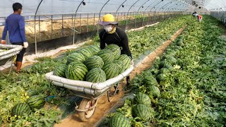 수박으로 빵을 만들었더니… 초대박 터진 리얼 수박빵! / Watermelon Bread / Korean Street Food