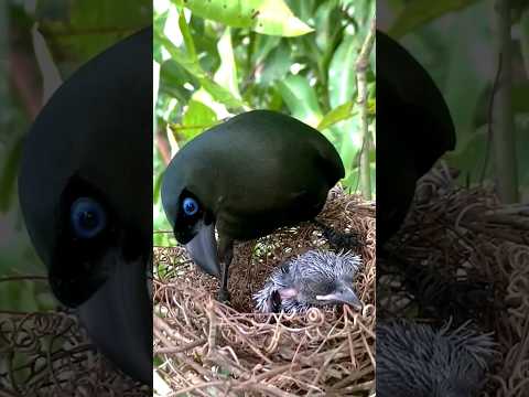 #entertainment #birdsounds #shorts