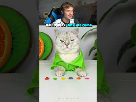 Настоящая Скиттелс-Трянка у Кота! 😳🍬 #shorts #шортс #интересно #кот #животные #прикол #мем #юмор