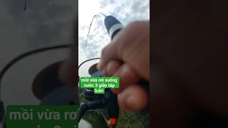 nhìn cái cần kìa các bác #fishing #caucaloc #viralfishing