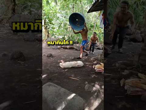🐔🐶สั่งสอน!! หมาไม่รักดี แต่คดีพลิก😤🐕🐓
