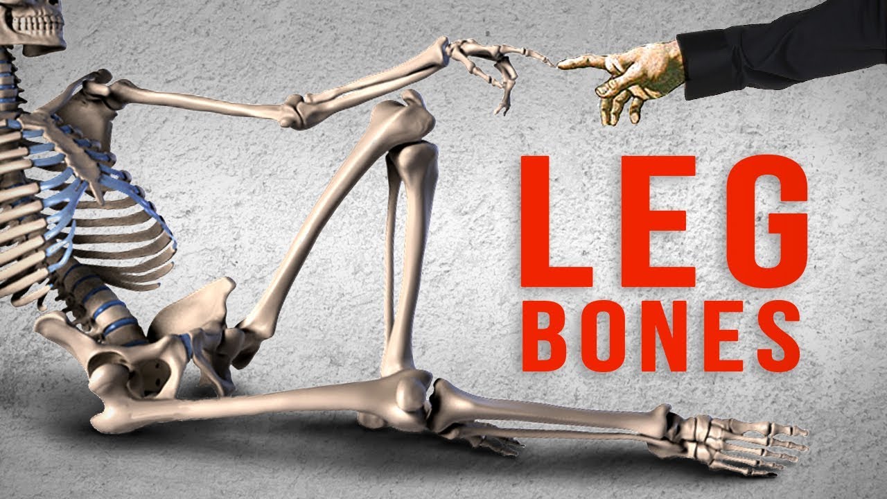How to Draw Legs - Bone Anatomy for Artists - Proko