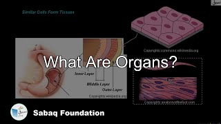 What Are Organs?