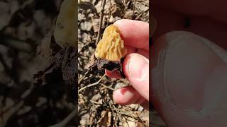 Грибы или грибники - КТО ПОБЕДИТ? Сморчкам не дают вырасти!