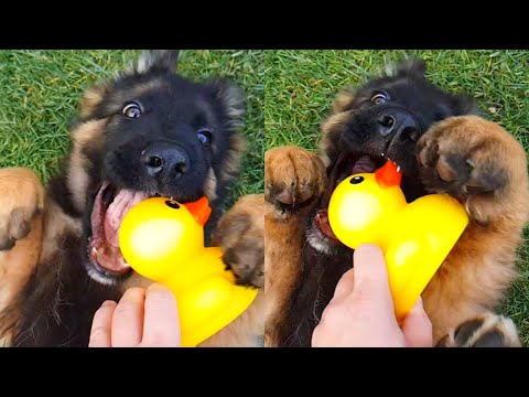 Puppy with New Toy - The Diary Evo the German Shepherd Dog Day 72
