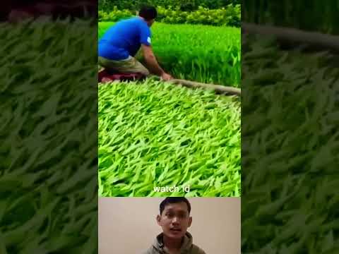 Cara terbaru tanam kangkung #shortsviral #pertanian