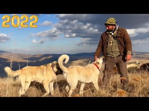 2022 SERÜVENİ || BOĞUŞLAR - KURT, AYI MÜCADELELERİ