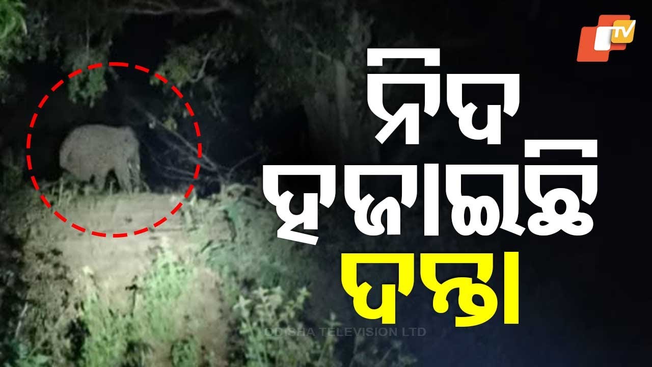 Elephant Movement Causes Power Cuts in Aska, Disrupts Students' Studies during 10th Board Exams