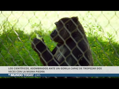 Científicos asombrados con un gorila que tropieza dos veces con la misma piedra | El Mundo Today 24H