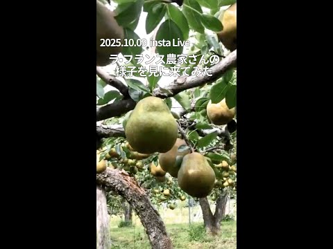 【insta Liveアーカイブ】2025.10.08 ラ•フランス農家さんの様子を見に来てみた