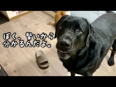 高い所に置いてもイタズラされる仕組みが分かった