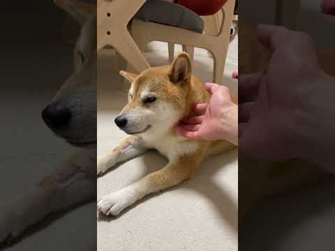 動物病院で疲れ果てた柴犬。