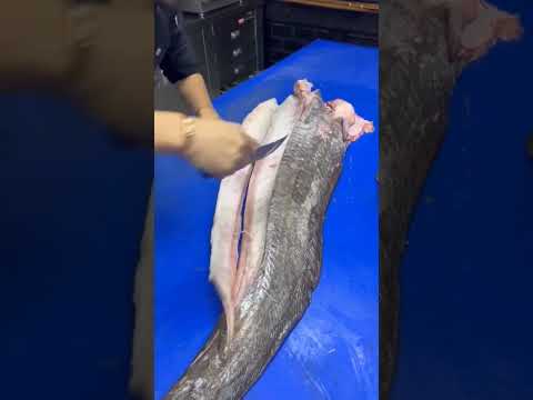 Yayın Balığı Catfish