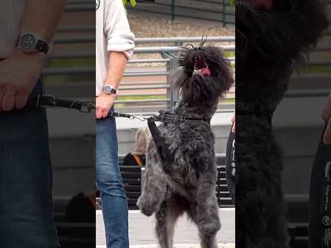 Ich kann gut mit Hunden.