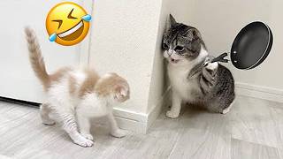 Funny Animals 2026 😅 Funniest Cats and Dogs 😆😂 Try Not To Laugh