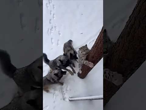 This Baby Snow Leopard Almost Didn't Make It. Until He Saw Her 🐆 #heartwarming #rescue #cat #leopard