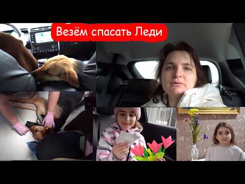 VLOG Леди сбежала и отравилась. У неё температура и плохие анализы крови