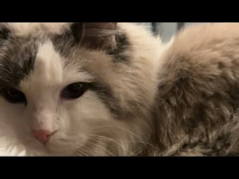 【メン限公開】猫がベッドから降りたら即終了　生放送