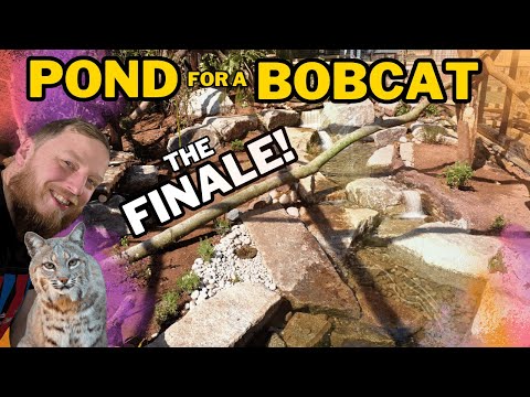 We built a Pond in a zoo! For a rescued Lynx in a  Building a One-of-a-Kind Pond for a Rescued Lynx 
What an amazing project to be part of — from hea