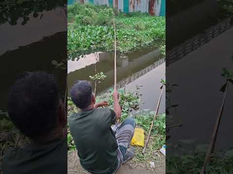 most Popular hook fishing video #fishing #fish #shorts #vlog #nature #villagelife #funny