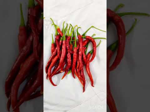 🔥🌶 Global Chilli Harvest 2025 | Spicy Collection from 9 Countries 🌍