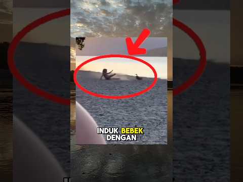 ngakak kali, bocah usil ini di serang induk bebek#videolucu#shorts#memes