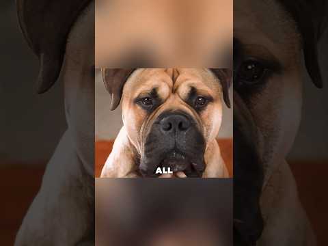 The Dog Who Wanted a Home #shorts