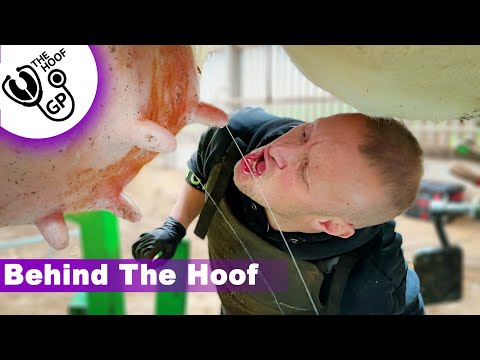 Oozing Cow's Feet, RAW MILK & the ARABIAN DESERT | BTH Episode 15