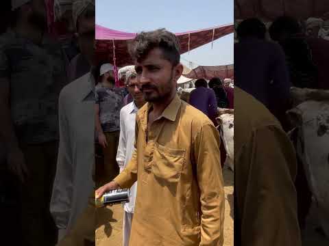Multan Mandi 🔥❤️‍🔥#cow #bakra_mandi #bakraeid #bakramandi #qurbani