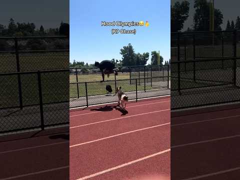 HOOD OLYMPICS… K-9 CHASE