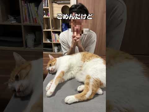猫の動画サムネイル - 「シャー」猫あるあるソング #猫のシャーが好き