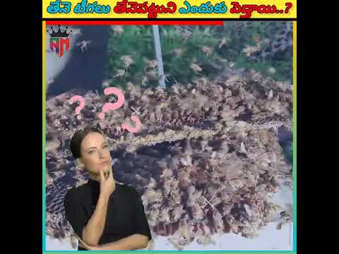 తేనె టీగలు తేనెపట్టుని ఎందుకు పెడ్తాయి..? Why Do Honey Bees Produce Honey ? #shorts #facts #viral