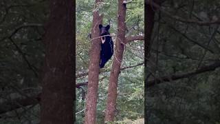 He was in my front yard!!! Wow!