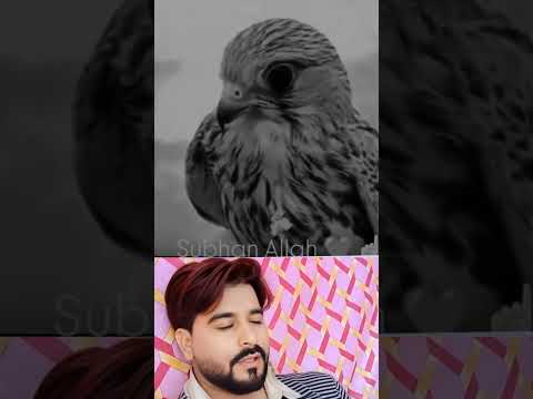 इस जानवर को भी पता है अल्लाह #highlights #islamicstoriesinurduandhindi #हास्य  ह